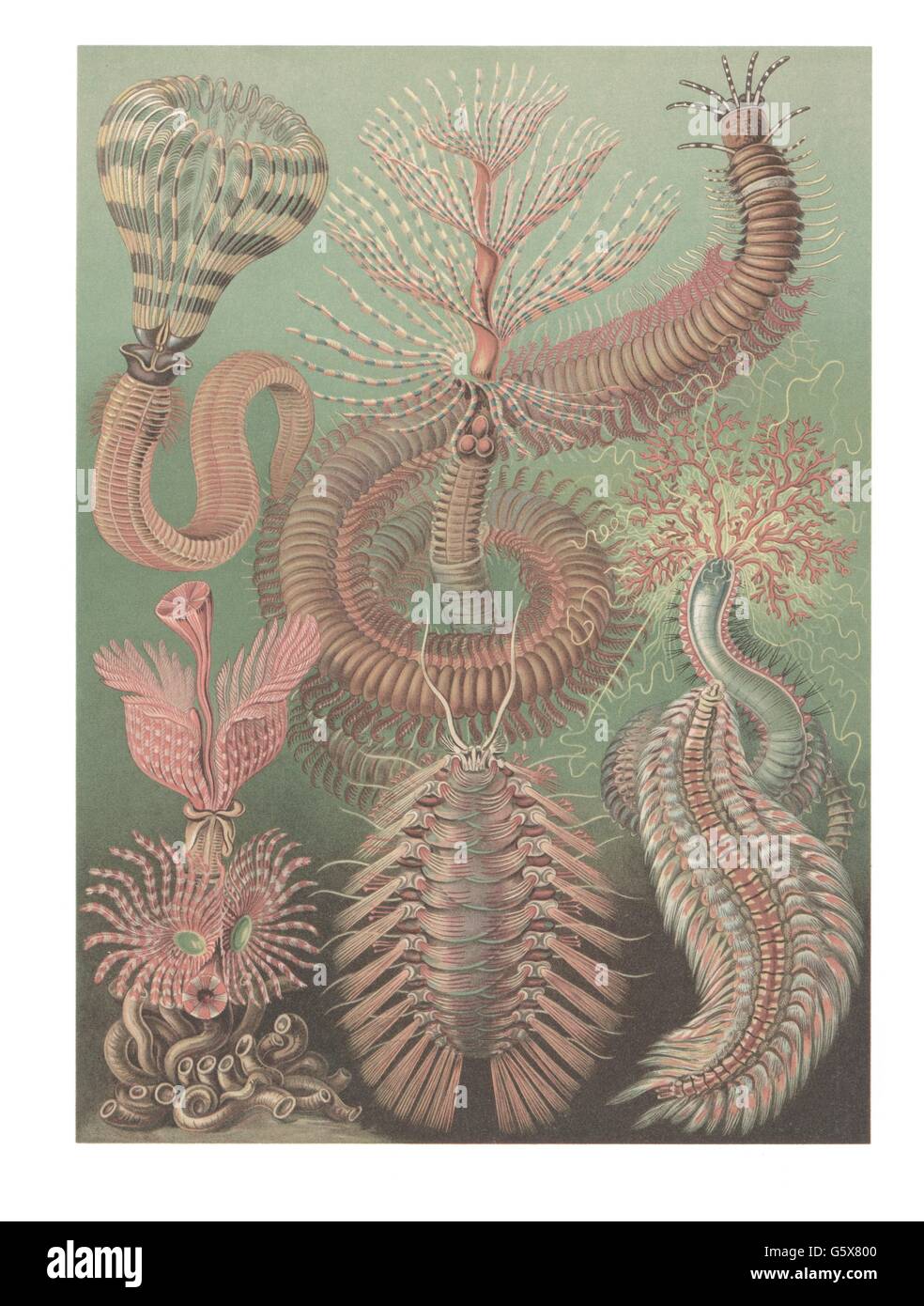 zoologie / animaux, annélides, vers de soie (Polyhaeta), lithographie de couleur, de: Ernst Haeckel, 'Kunstformen der Natur', Leipzig - Vienne, 1899 - 1904, droits additionnels-Clearences-non disponible Banque D'Images