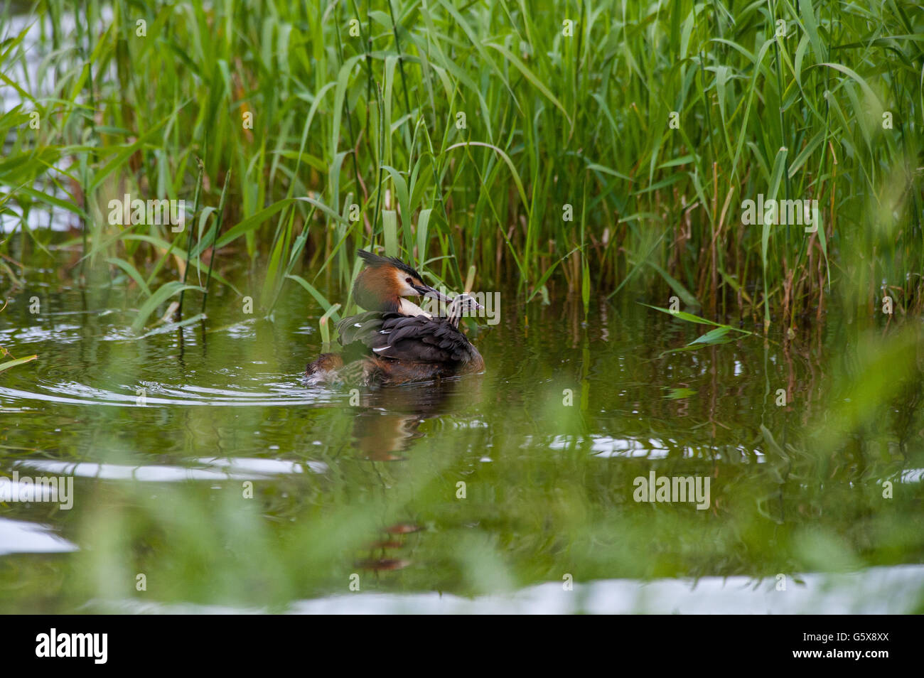 Nourrir les oiseaux à leurs bébés à Kuopio, Finlande Banque D'Images