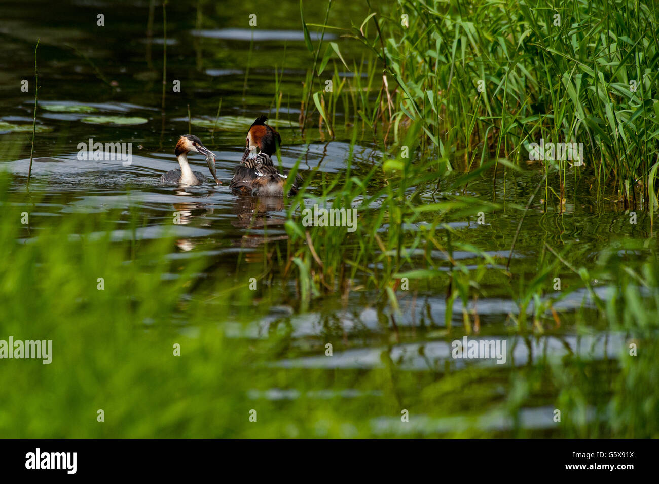 Cormoran à nourrir les oiseaux dans leurs bébés Kuopio, Finlande Banque D'Images