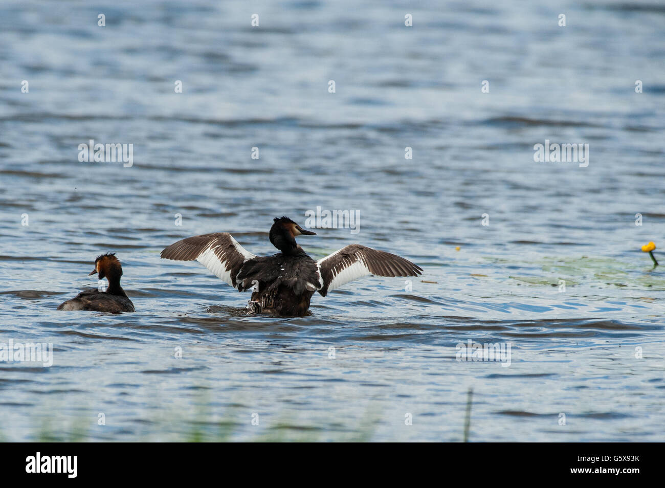 Cormoran à nourrir les oiseaux dans leurs bébés Kuopio, Finlande Banque D'Images