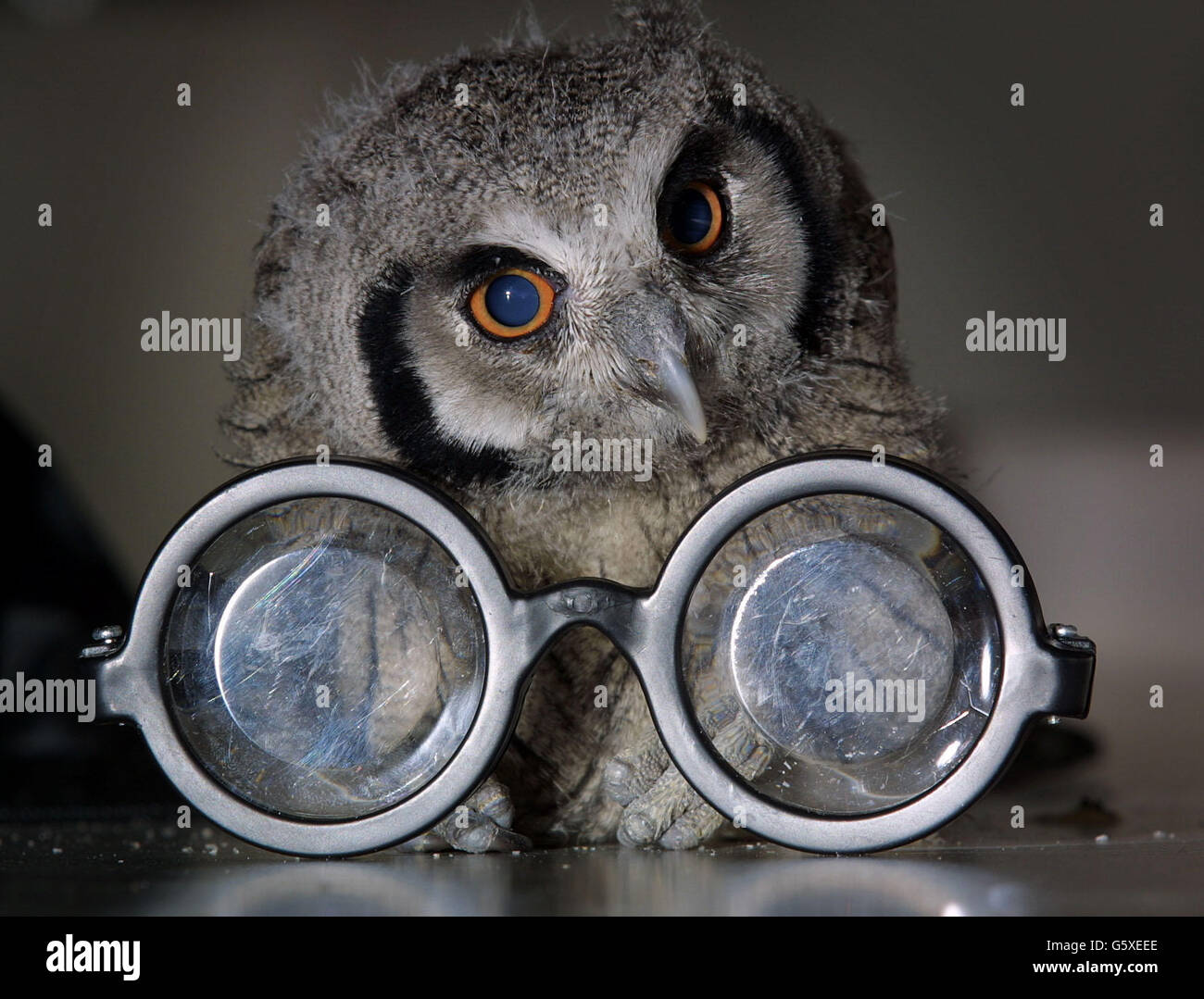 L'un des trois puandows dont la mère est décédée peu après sa naissance au zoo de Londres trouve une paire de lunettes Harry Potter, à l'approche du zoo qui tient une semaine Harry Potter.Ils sont nourris à la main par le personnel du zoo jusqu'à ce qu'ils puissent se débrouiller par eux-mêmes Banque D'Images