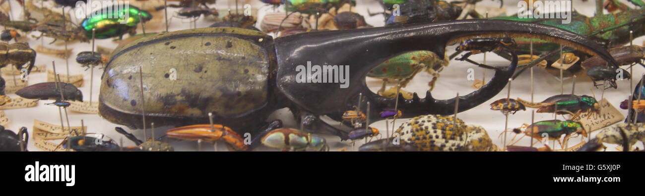 Doté d'une grande collection d'insectes insect Banque D'Images