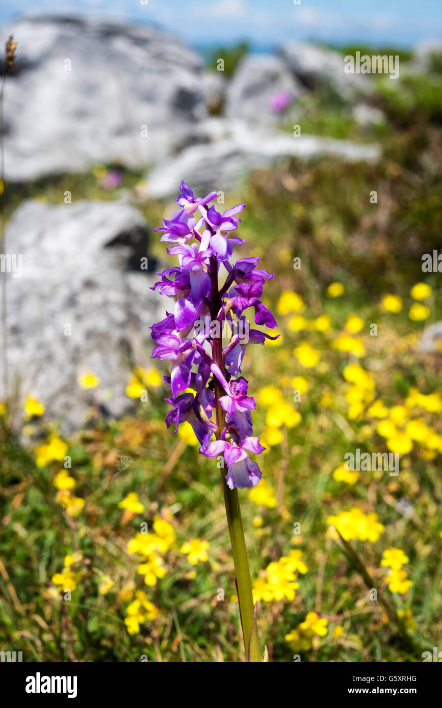 Orchidée pourpre le Burren, comté de Clare, Irlande Banque D'Images