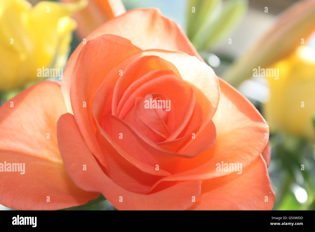 Peach rose, fleur d'été, jardinage, Hampshire, la fleur Banque D'Images