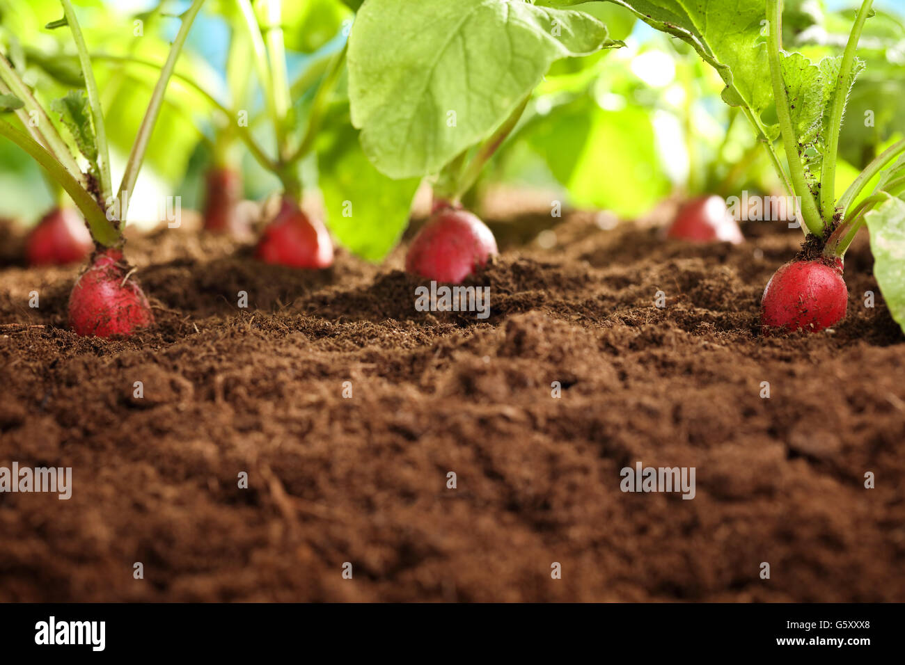 Radis rouge de plantes poussant dans le sol à l'extérieur Banque D'Images