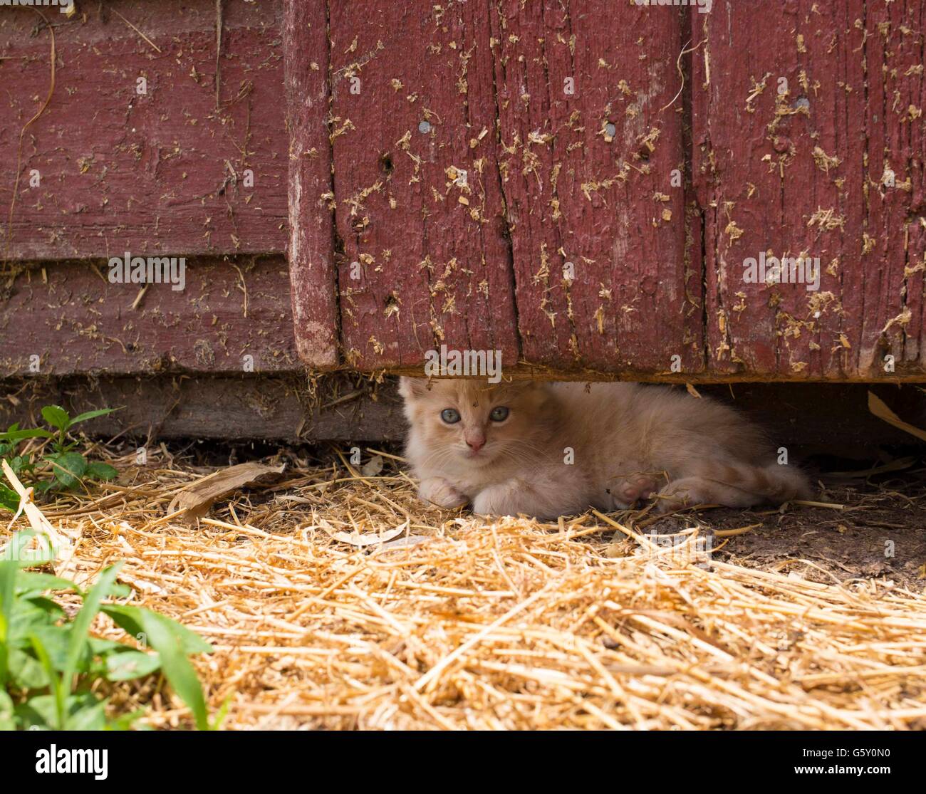 Petit Chaton se cacher derrière la porte de grange Banque D'Images