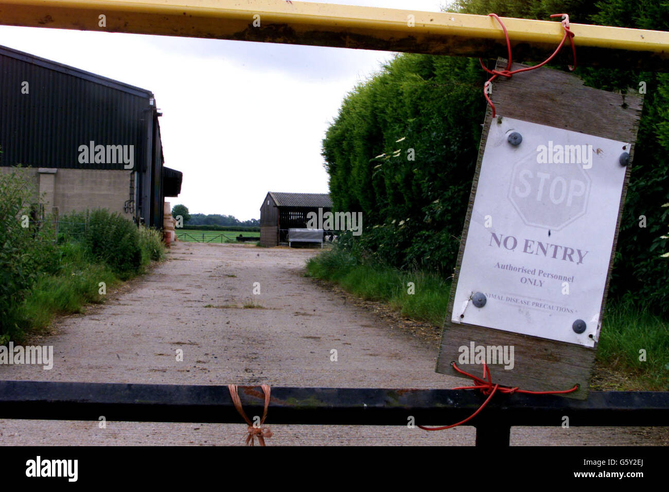 Aucun panneau d'entrée sur les portes de la ferme Fox Covert qui est à côté de Dawkins International, à Congerstone, Leicestershire, où les agents de MAFF ont vérifié la fièvre aphteuse.Les premiers essais effectués sur un porc abattu se sont révélés négatifs. Banque D'Images
