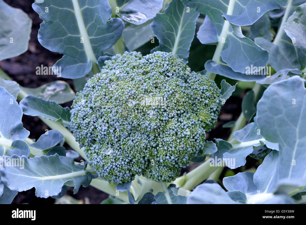 Le brocoli, Calabrese / (Brassica oleracea, Brassica oleracea var. italica) Banque D'Images