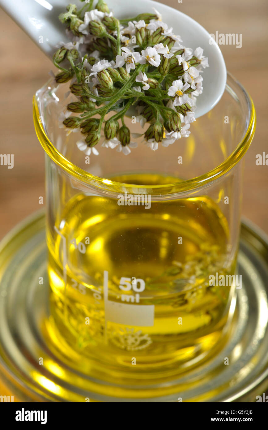 L'achillée millefeuille, onguent, marigold fleurs / (Achillea millefolium, Millefolii flos), (Calendula officinalis) Banque D'Images