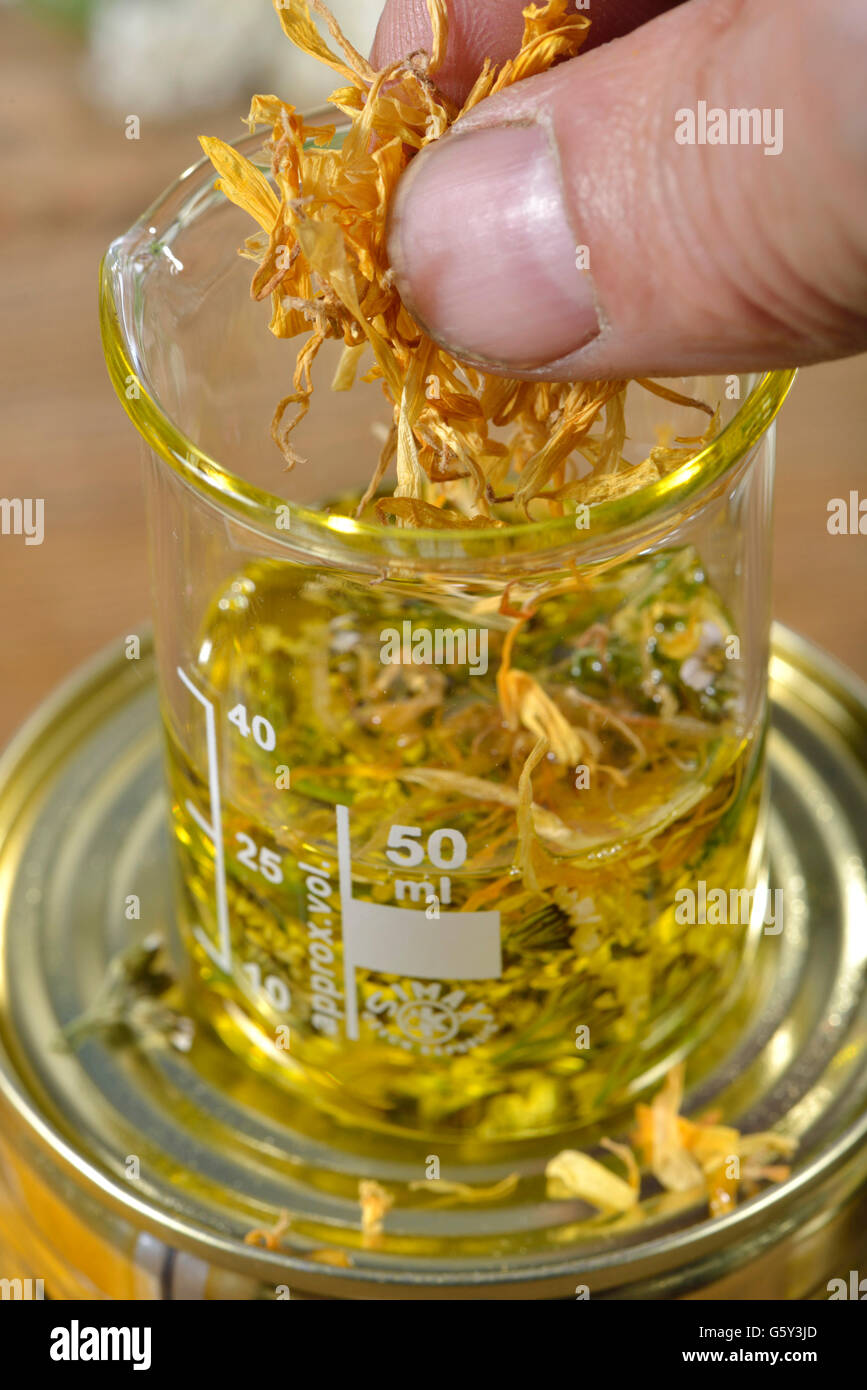 L'achillée millefeuille, onguent, marigold fleurs / (Achillea millefolium, Millefolii flos), (Calendula officinalis) Banque D'Images