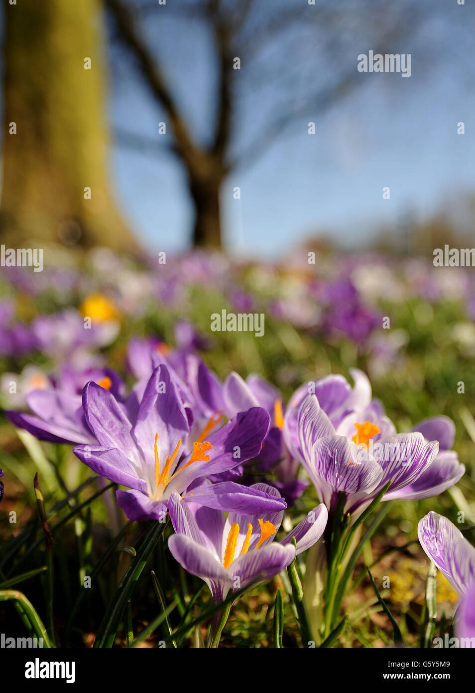 Le printemps est le 5 mars. Crocuses en fleur à Basingstoke, Hampshire. Banque D'Images