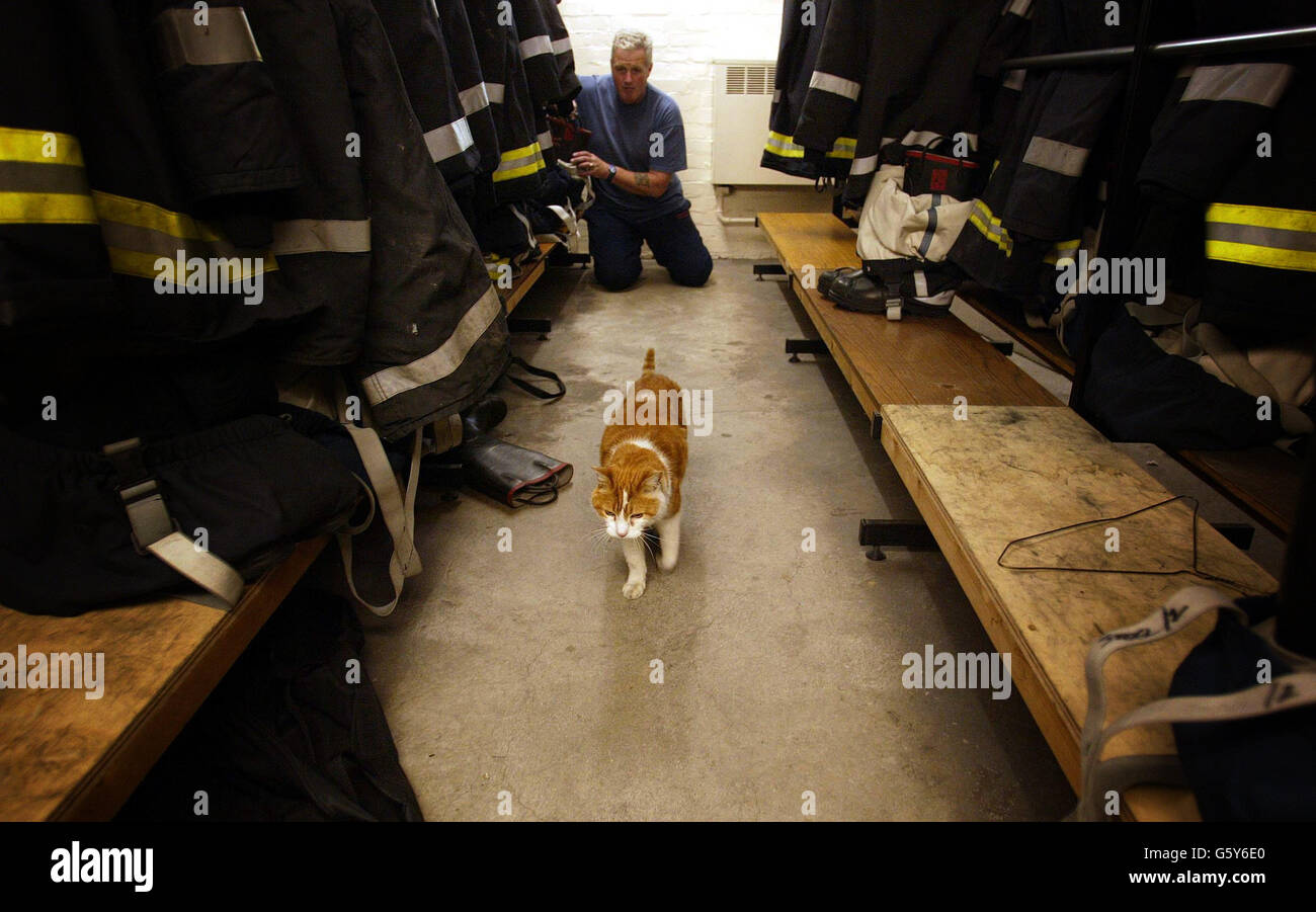 Pete Dowling, pompier de Birkenhead, avec la station Cat Angus, qui a divisé le personnel en décidant s'il devait rester ou aller. Le Tom aux cheveux de gingembre a gardé la station de Merseyside sans rat pendant 16 ans mais une des montres a appliqué pour se débarrasser de l'animal de compagnie. *......, pour des raisons de santé et de sécurité. Mais deux autres montres à la station se sont unies dans une campagne 'Save Angus' pour garder l'animal gériatrique. Voir PA Story INDUSTRY Cat Photo PA : Dave Thompson. Banque D'Images