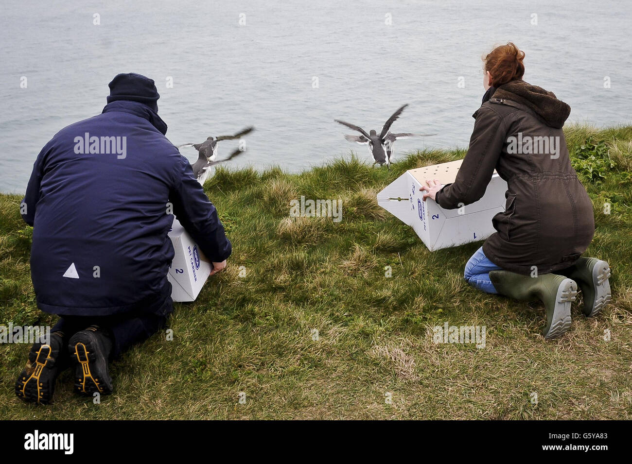 Les guillemots sont remis en liberté par le personnel de la RSPCA sur le bord de Cliff&acirc;&auml à Portland Bill, Dorset.Les oiseaux de mer ont été sauvés après avoir été contaminés par un caoutchouc synthétique incolore. Banque D'Images