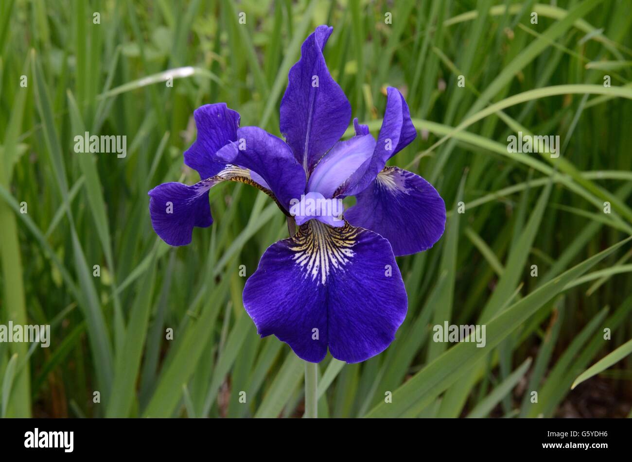 Purple Iris sibirica culture des fleurs dans un pré Banque D'Images