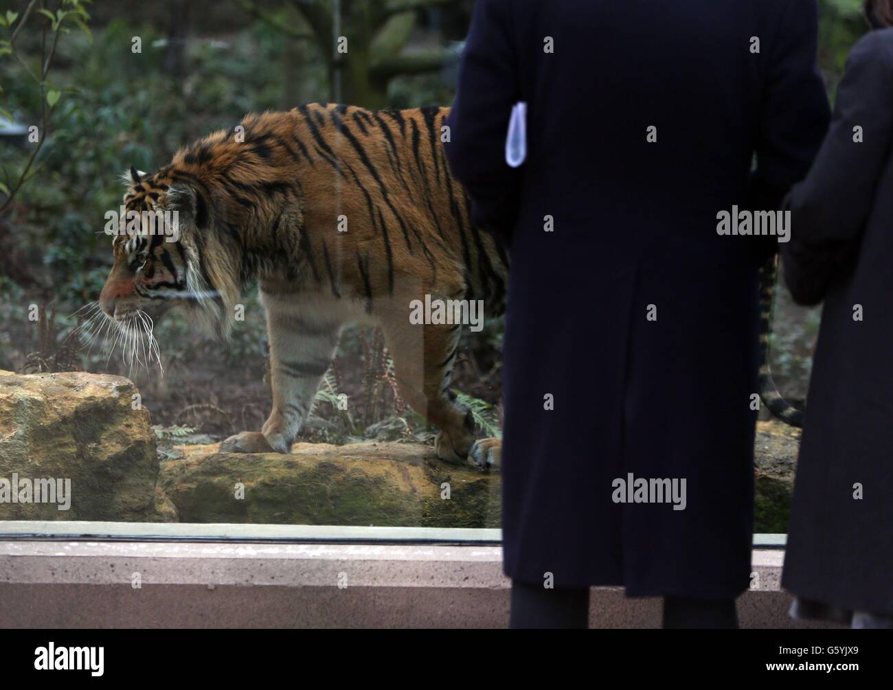 Jae Jae considère sa nouvelle maison comme l'ouverture de la nouvelle clôture Tiger au zoo de Londres. Banque D'Images