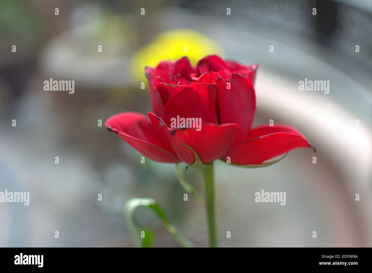 Rose indienne Banque D'Images