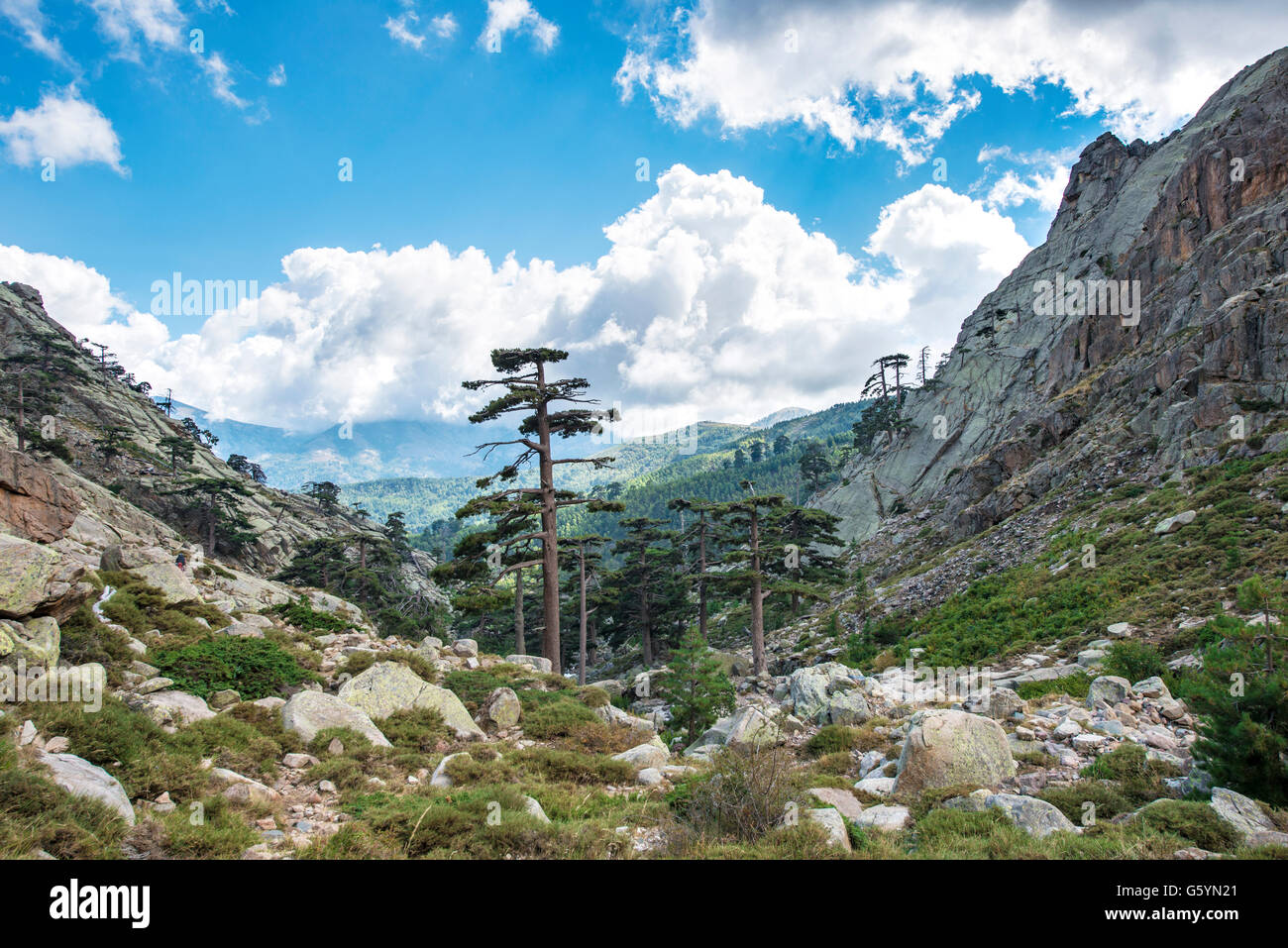 Paysage montagneux avec des pins, Golo Valley, Parc Naturel de la Corse, Parc naturel régional de Corse, Corse, France Banque D'Images