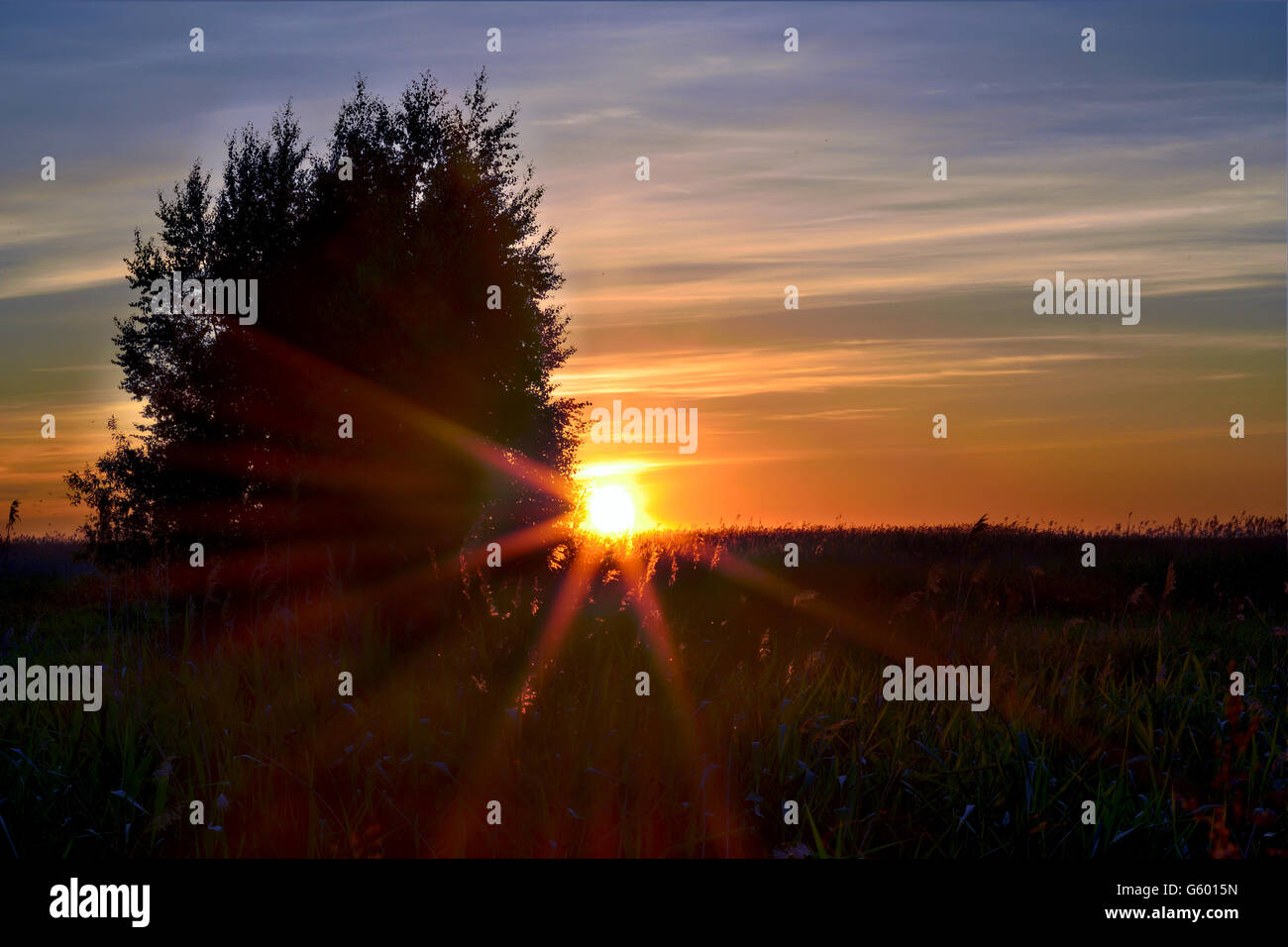 Coucher de soleil avec des rayons de soleil. Domaine des forêts et des arbres. Banque D'Images