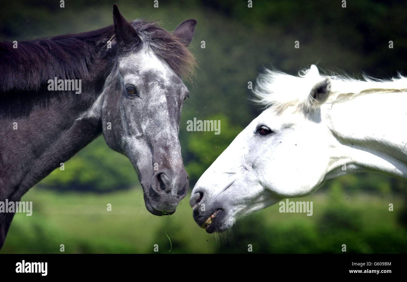 Les anciens chevaux de Cavalry Echo (à droite) et Yetti sont au centre de l'attention, vendredi 19 juillet 2002, lors d'une cérémonie marquant le 20e anniversaire de la bombe de Hyde Park. * ils n'ont jamais été les mêmes après l'horreur de la bombe à ongles qui a tué quatre hommes et sept chevaux, mais les cicatrices physiques ont progressivement guéri comme ils voient tranquillement leurs jours dans une maison de retraite luxuriante pour les chevaux de travail dans Buckinghamshire. Ils ont été nourris de portions supplémentaires de carottes et de pommes avant la cérémonie pour marquer le jour fatidique où une explosion a déchiré une troupe de Blues et Royals en route vers le changement de la Banque D'Images