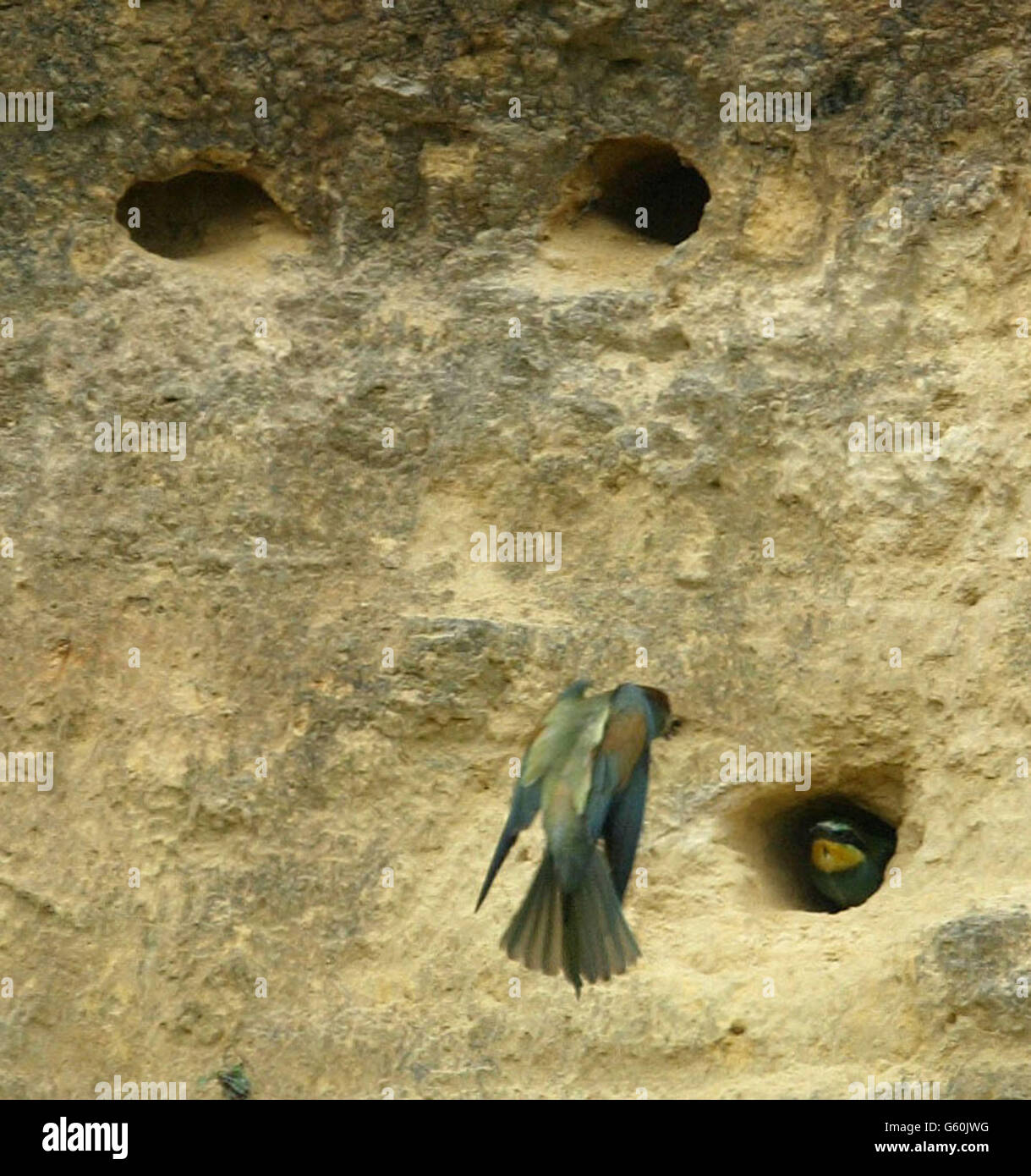 Le rare oiseau de Bee-eater vole à son nid dans une carrière désutilisée de Bishop Middleham dans le comté de Durham pour avoir tendance aux premiers poussins de Bee-eater à être éclos en Grande-Bretagne en près de 50 ans.Au moins deux poussins ont été vus jusqu'à présent et on s'attend à ce qu'ils quittent leur terrier de nid dans quelques jours.*...les mangeurs d'abeilles ont été enregistrés pour la dernière fois en 1955 au Royaume-Uni quand deux couples nichant dans un bac à sable à Sussex ont soulevé sept poussins. Banque D'Images