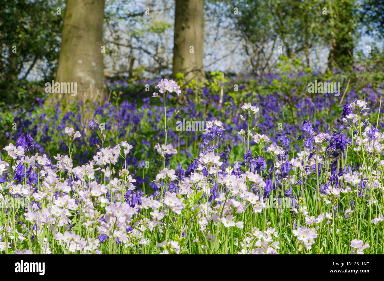 Bluebells [Hyacinthoides non-scripta] et coucou fleur ou Lady's-smock [Cardamine pratensis] dans la forêt dans le Sussex, UK. Peut Banque D'Images