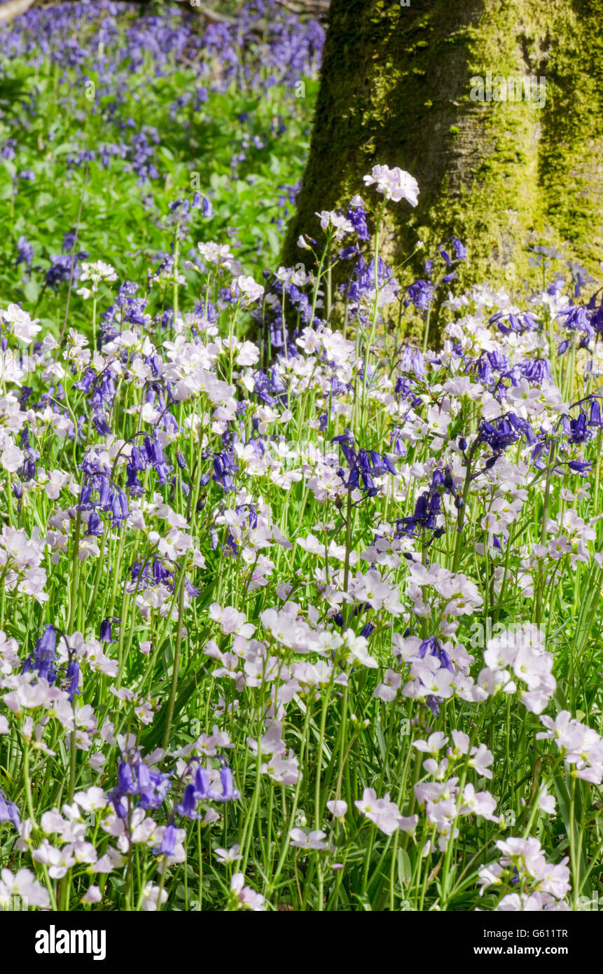 Bluebells [Hyacinthoides non-scripta] et coucou fleur ou Lady's-smock [Cardamine pratensis] dans la forêt dans le Sussex, UK. Peut Banque D'Images