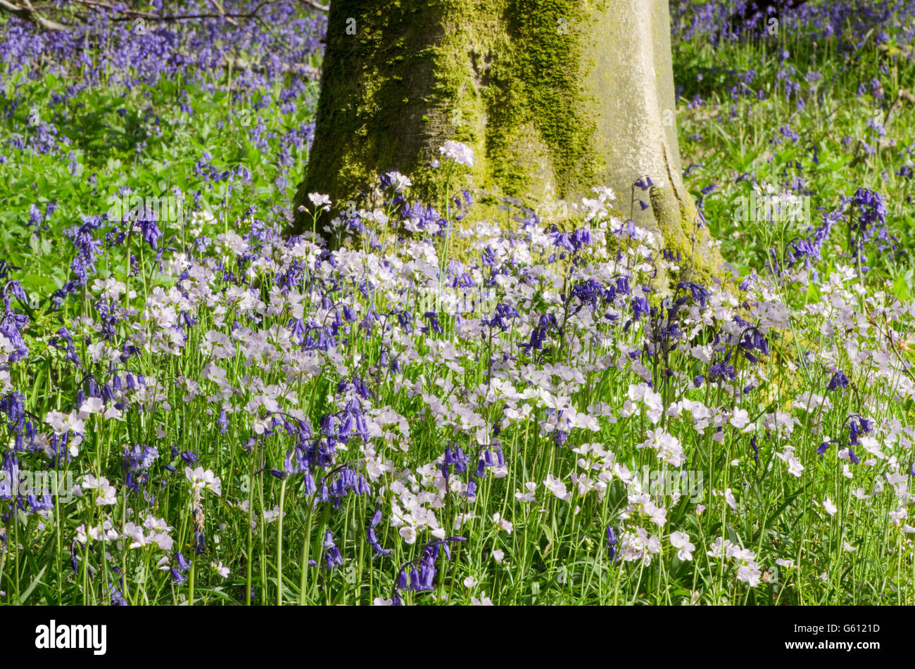 Bluebells [Hyacinthoides non-scripta] et coucou fleur ou Lady's-smock [Cardamine pratensis] dans la forêt dans le Sussex, UK. Peut Banque D'Images