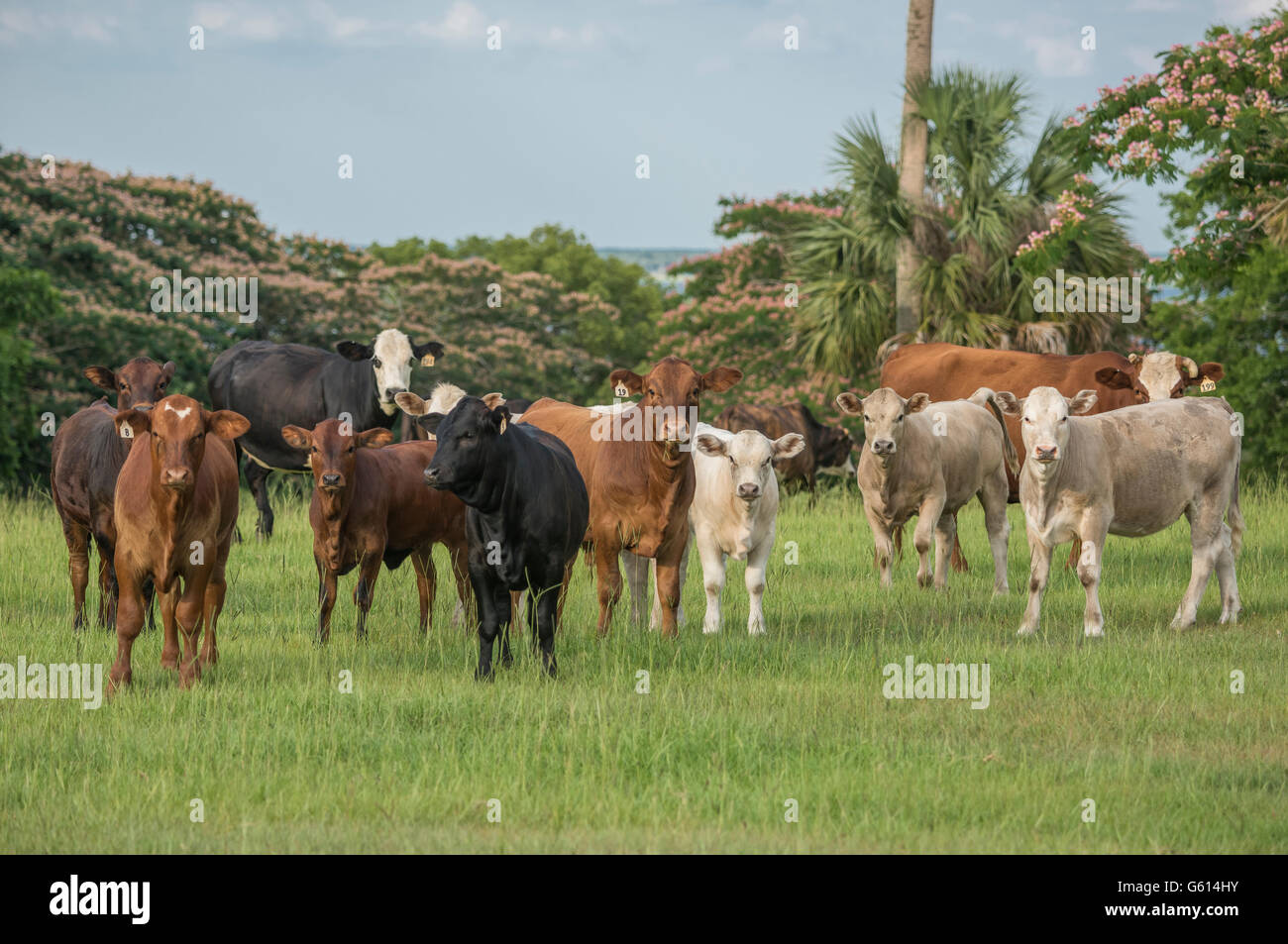Troupeau de vaches dans les pâturages du centre de la Floride Banque D'Images