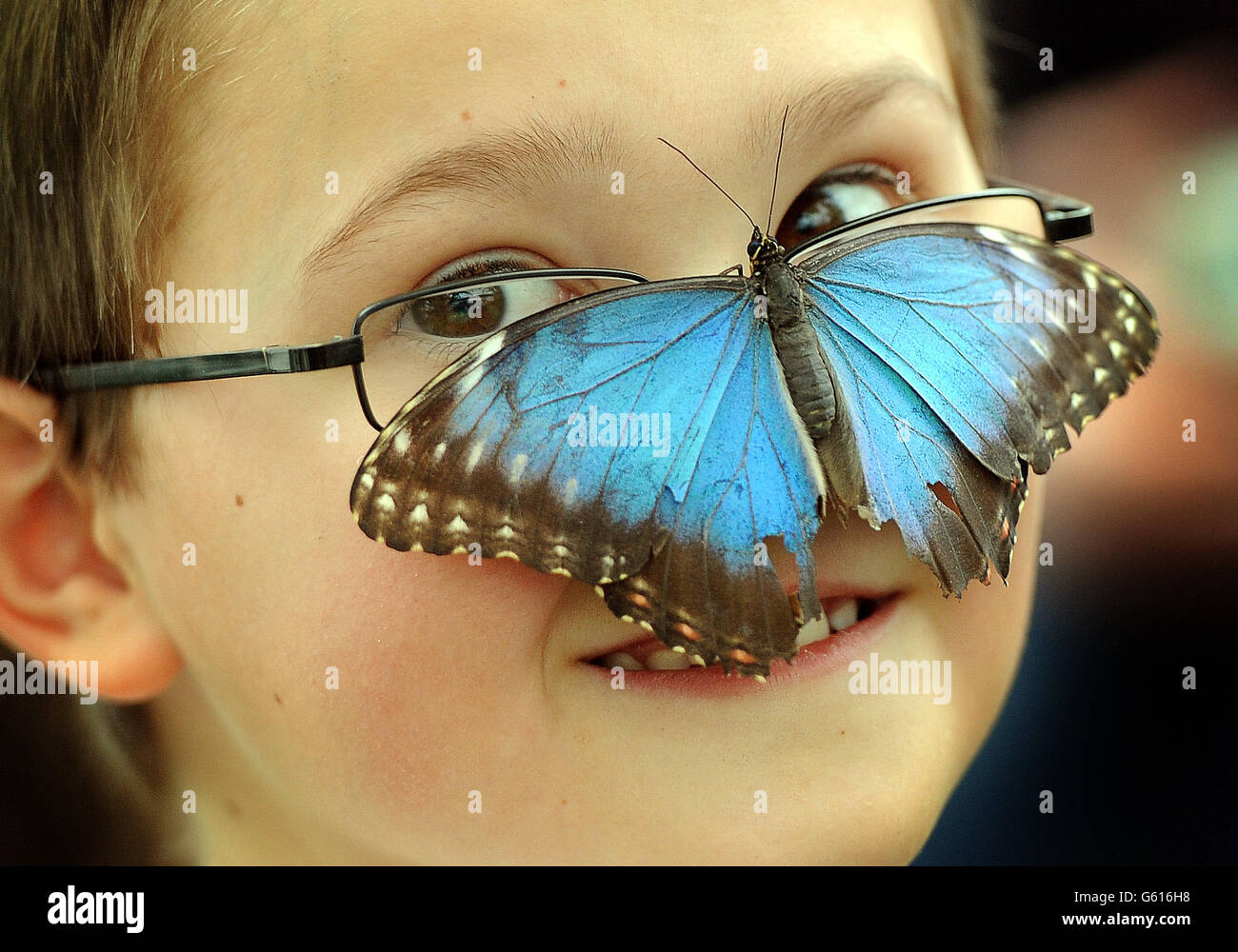 Harry Brown, âgé de 7 ans, regarde de près l'un des centaines de papillons sortis pour marquer le lancement de l'exposition sensationnelle des papillons du Natural History Museum, qui se déroule du 29 mars au 15 septembre au Museum dans le centre de Londres. Banque D'Images