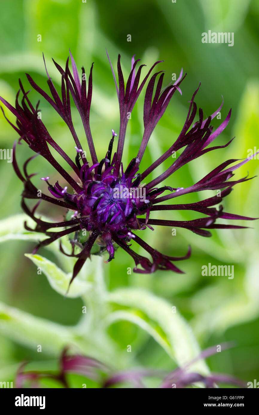 Violet-rouge foncé fleurs extérieure contraste avec un centre plus bleu dans le formulaire sélectionné de la centaurea montana 'bluet, Jonty' Banque D'Images