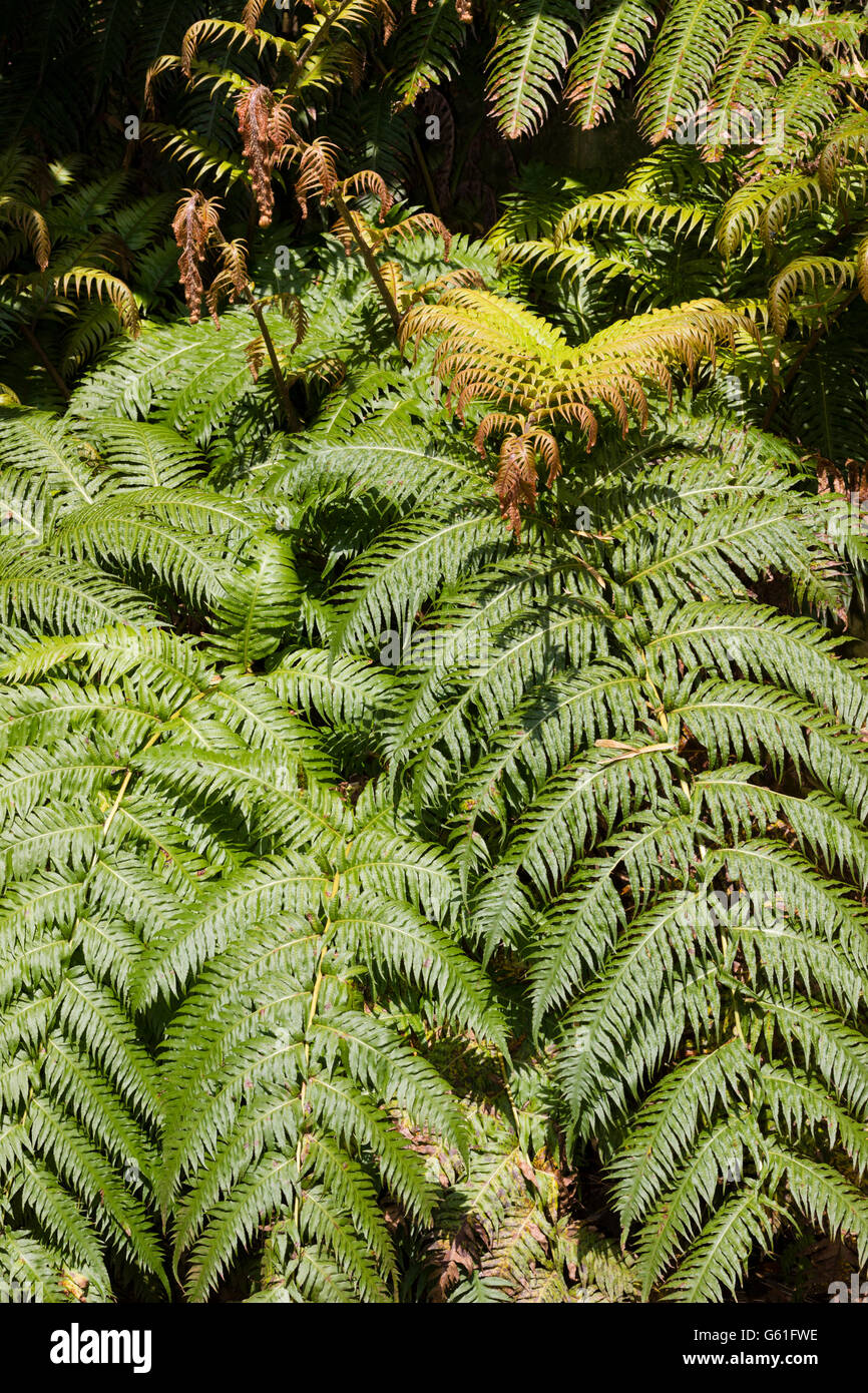 La nouvelle croissance rouge overtops les frondes massive des îles Canaries, woodwardie Woodwardia radicans Banque D'Images La nouvelle croissance rouge overtops les frondes massive des îles Canaries, woodwardie Woodwardia radicans Banque D'Images