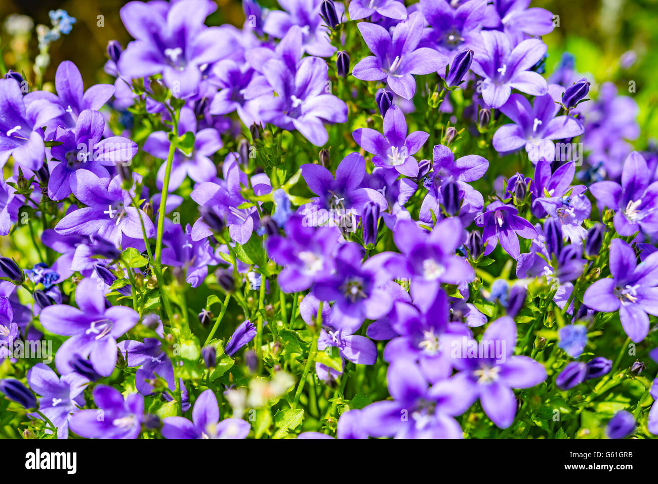 Campanula fleurs violettes et ciel bleu Banque D'Images