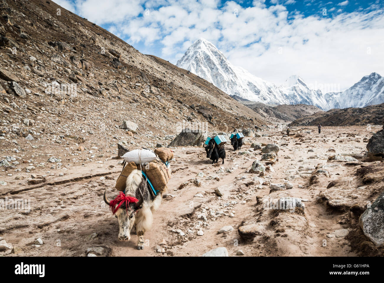 Les yacks dans les Himalaya, Everest base camp trek Banque D'Images