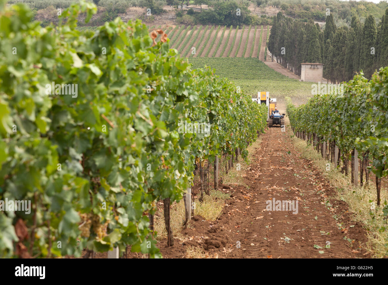 Rangées de vignes avec une moissonneuse mécanique dans la distance la récolte du raisin, à Frascati, Italie, Europe Banque D'Images