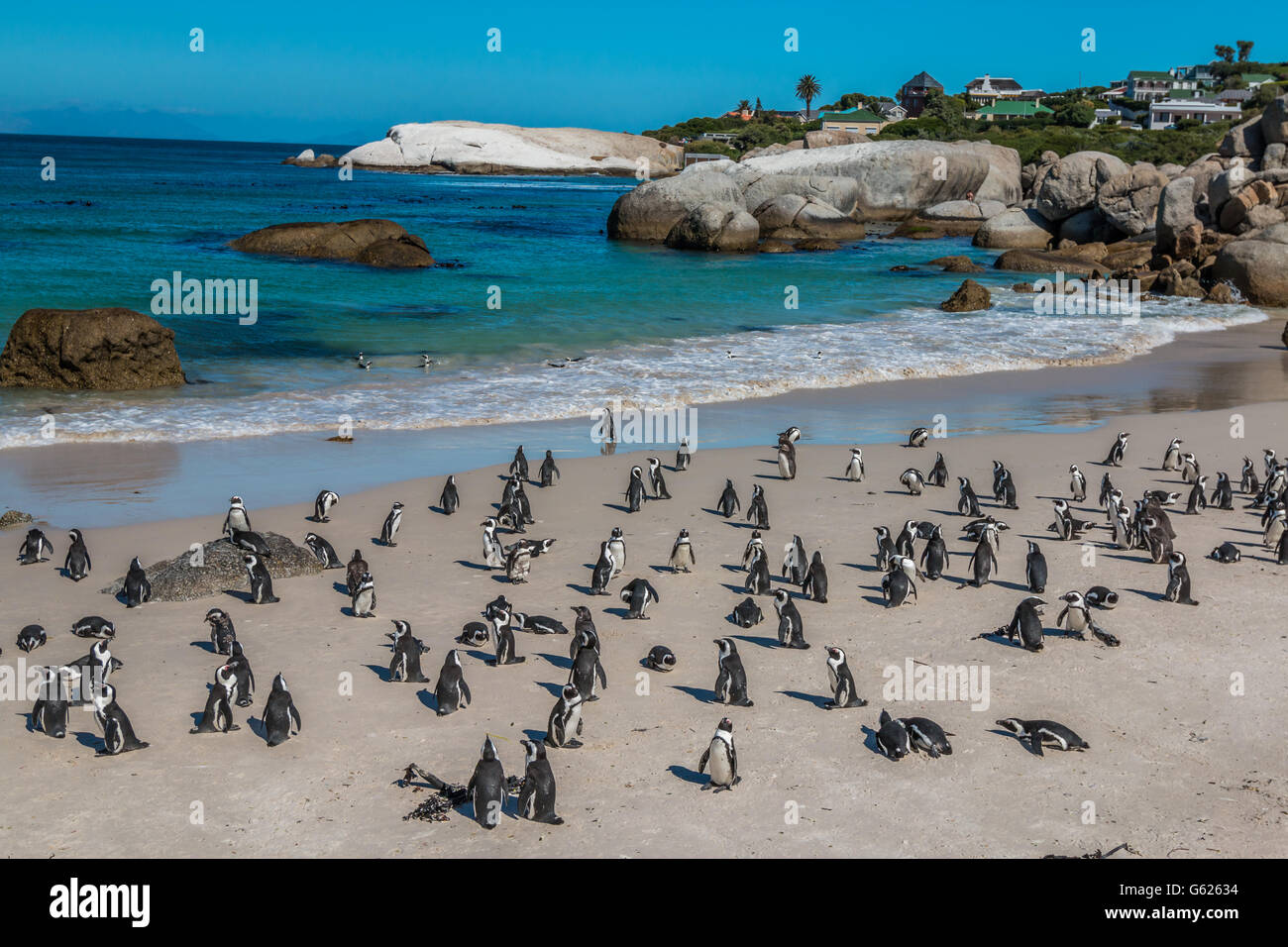 Des pingouins dans la plage de Boulders Cape Town Afrique du Sud Banque D'Images