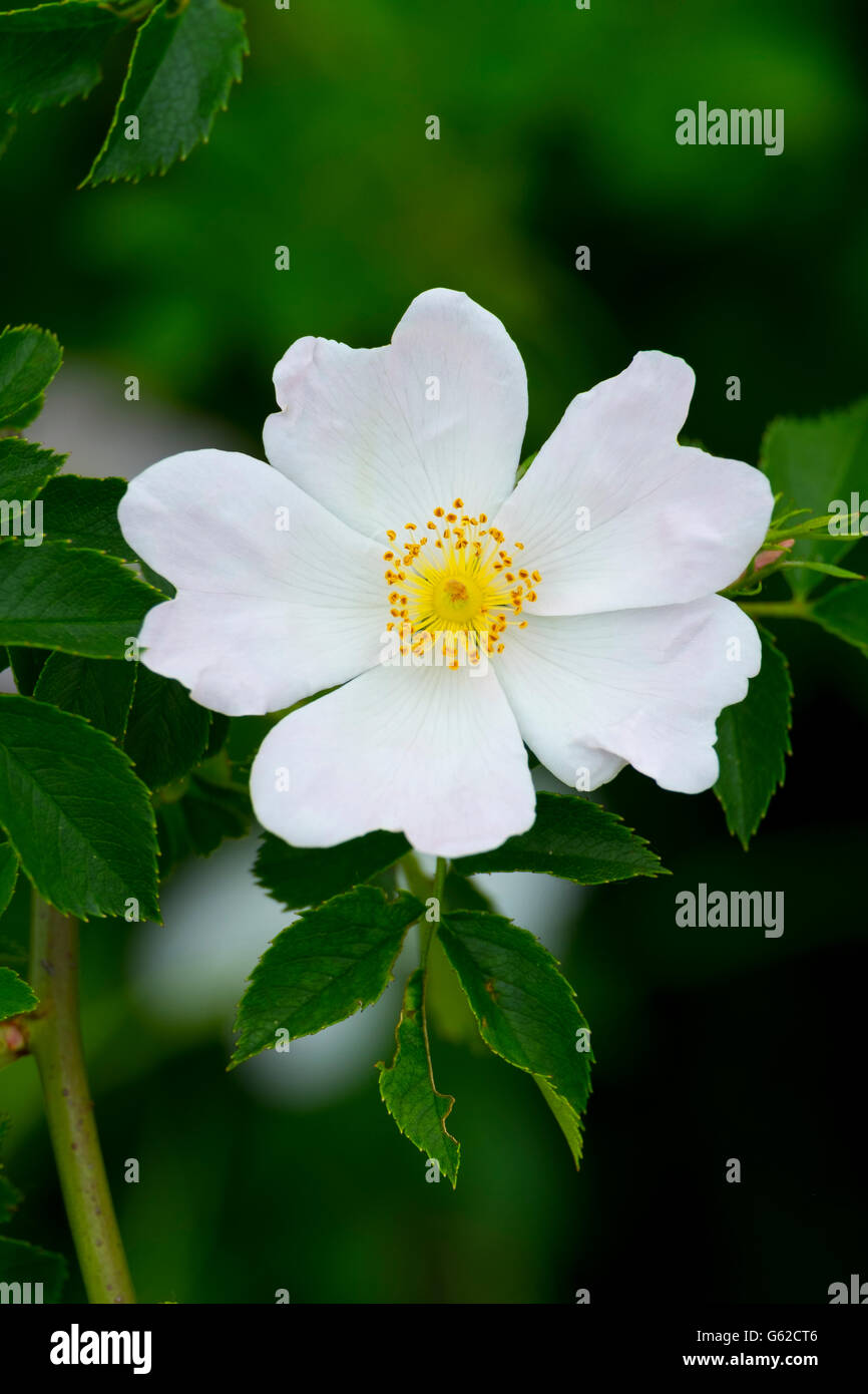 English wild rose Banque de photographies et d’images à haute — free download