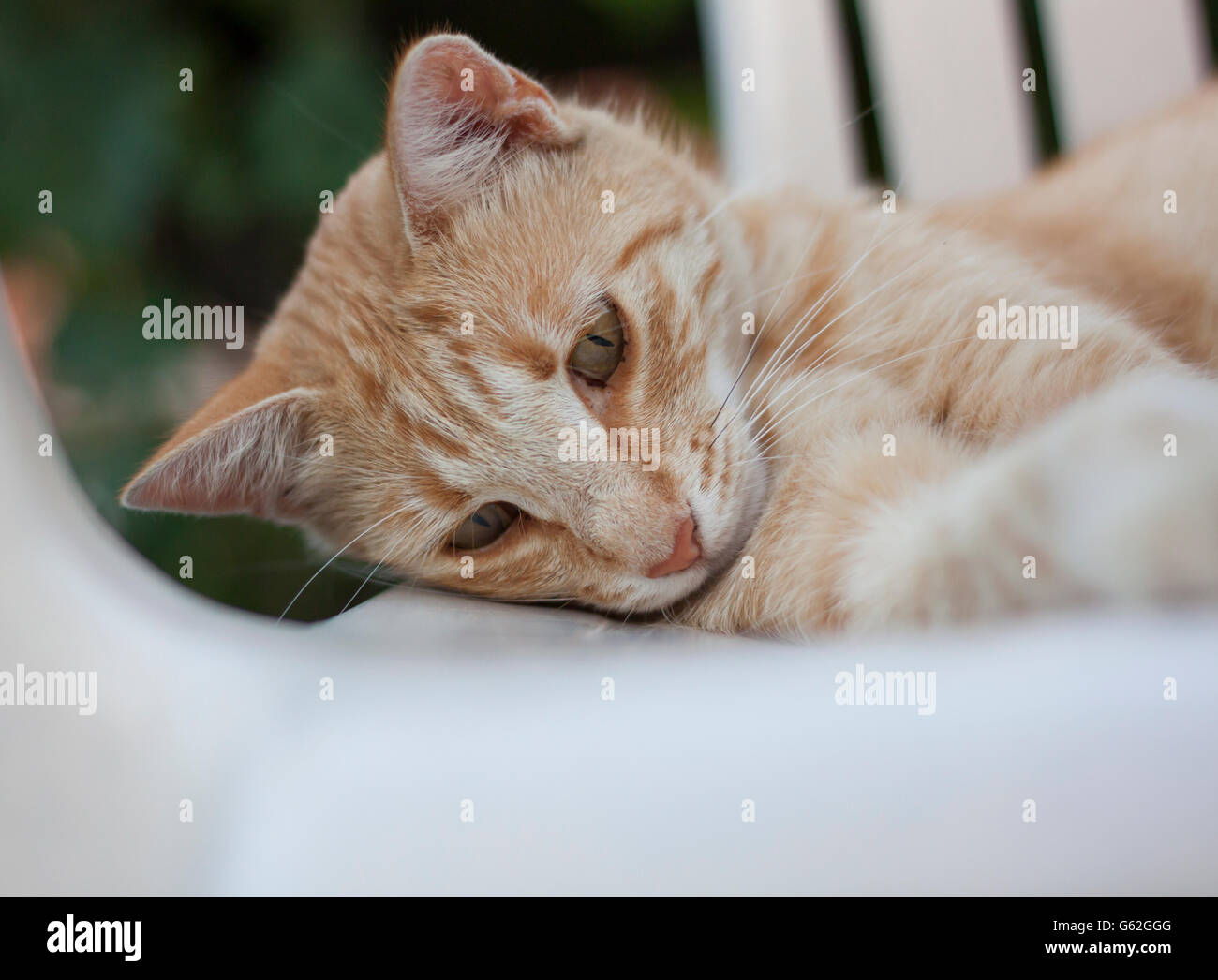 Les jeunes le gingembre cat lying on chaise blanche en plastique Banque D'Images