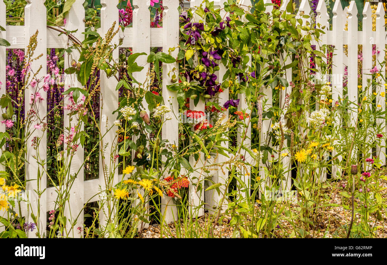 Clôture blanche avec des clématites et de fleurs sauvages qui poussent à travers les becs Banque D'Images