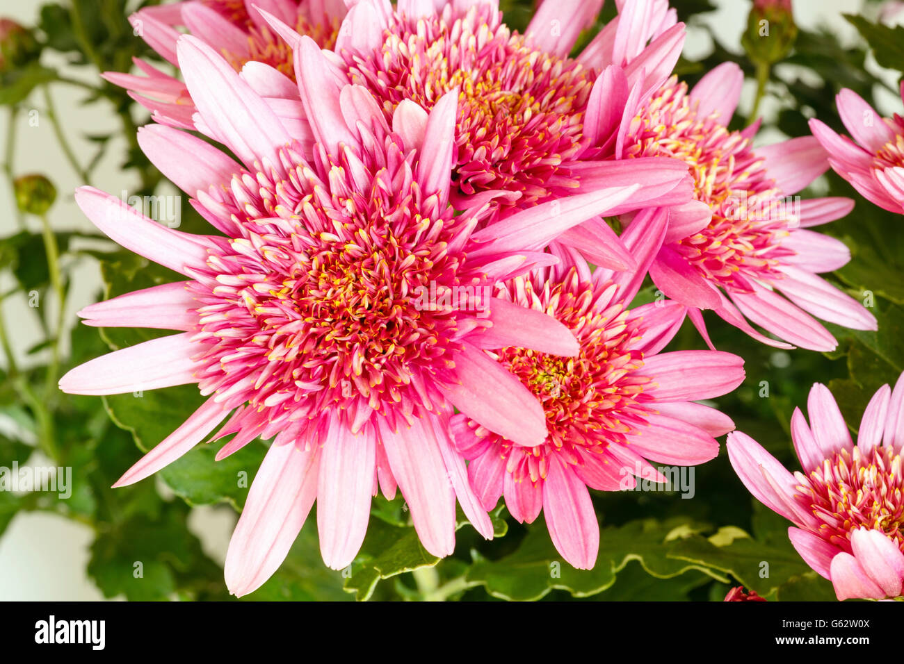 Fleurs roses (libre) de chrysanthème plante en pot. Arrière-plan de la nature. Banque D'Images