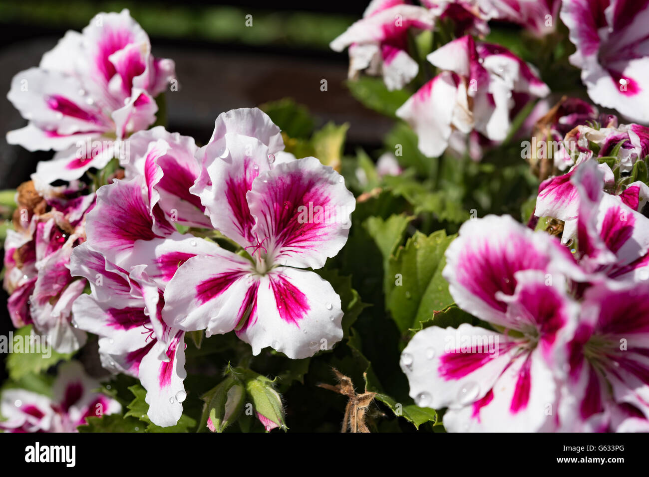 Rose blanc Fleur de lys sur fond naturel Banque D'Images