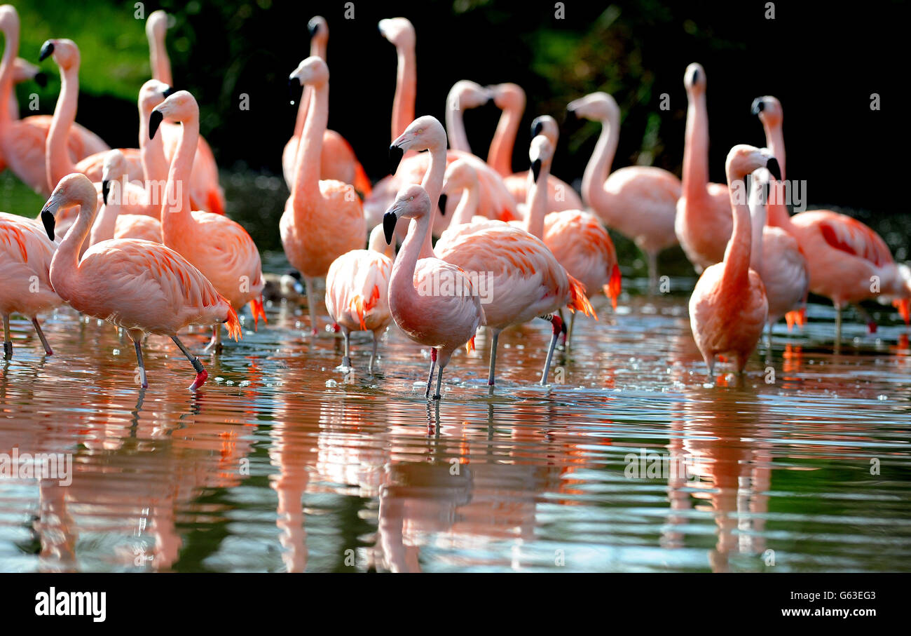 Flamingos chiliens Profitez enfin du soleil aujourd'hui au centre des zones humides de Washington à Sunderland. Banque D'Images