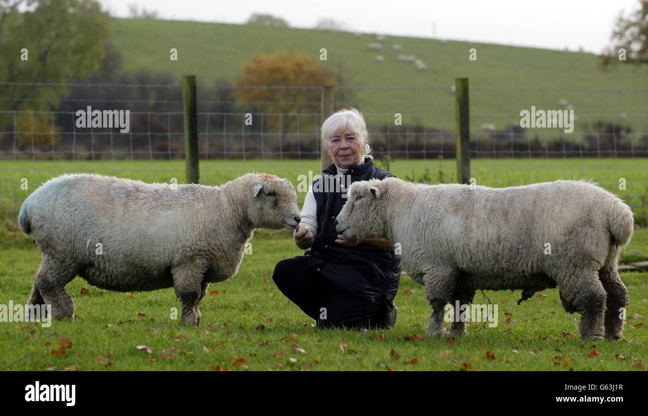 Moria Linaker avec Baby Harry (à droite) un de ses rares moutons Ryeland, qui n'était pas infecté par la fièvre aphteuse. * la race rare est réintroduite dans l'histoire agricole de la famille royale grâce à une promesse de longue date faite à la hauteur de la crise du pied et de la bouche. Le petit agneau qui a survécu à la cull de masse il y a plus de dix-huit mois doit devenir un résident royal de la maison de Highgrove du Prince de Galles. Banque D'Images