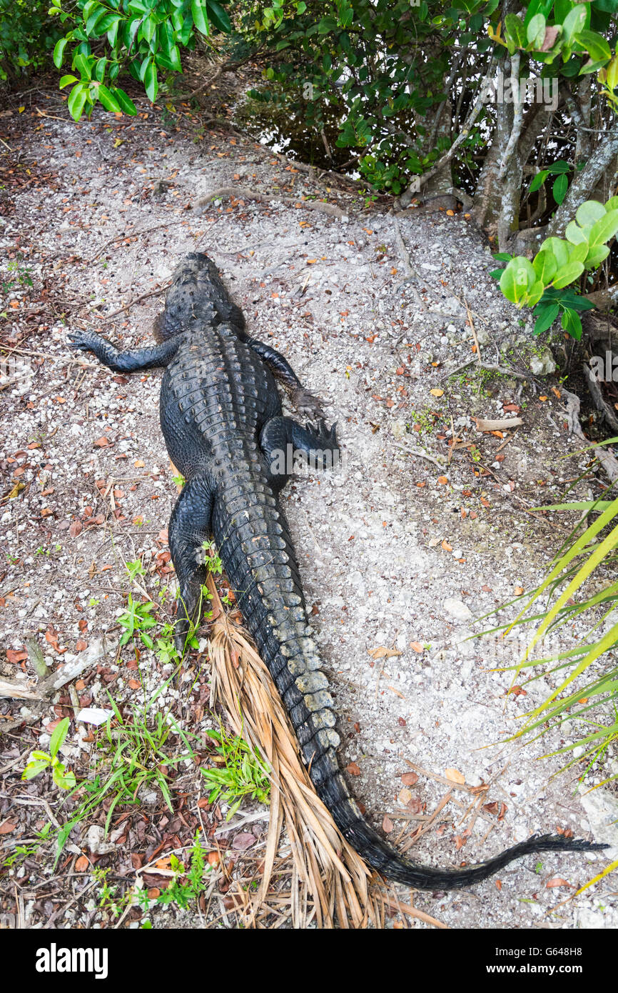 La Floride, le Parc National des Everglades, Anhinga Trail, vue de Boardwalk, Alligator Alligator mississippiensis () Banque D'Images