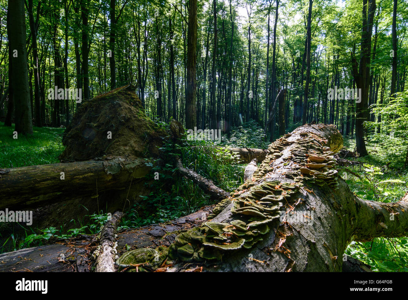 Fallen hêtre (Fagus sylvatica) , qui n'est plus éliminé et fait partie d'une forêt vierge dans le Bois de Vienne R de la biosphère Banque D'Images