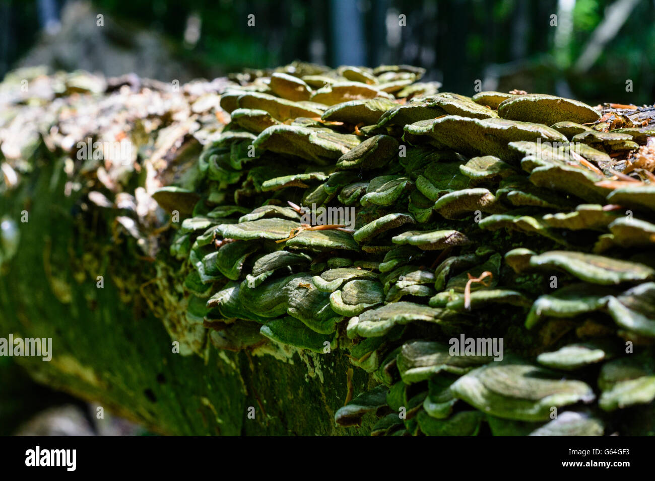 Les champignons sur un arbre tombé hêtre (Fagus sylvatica) , qui n'est plus éliminé et de faire partie d'une forêt vierge dans la Vienn Banque D'Images