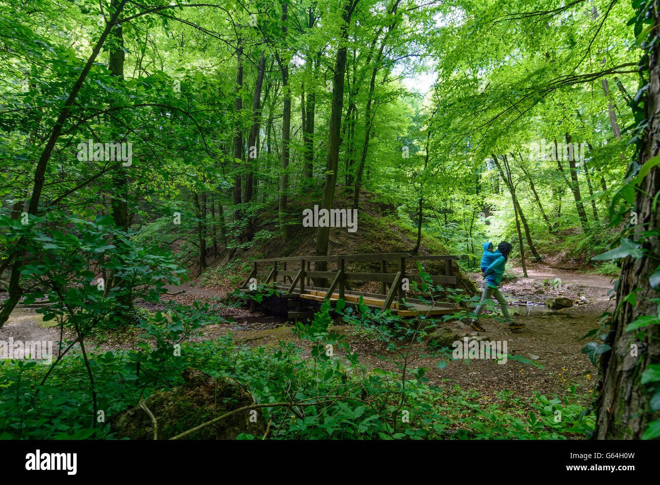 Dans Hagenbachklamm gorge la nature park Oak Grove dans le Bois de Vienne de la biosphère, le Andrä-Wördern, Autriche, Niederöster Banque D'Images