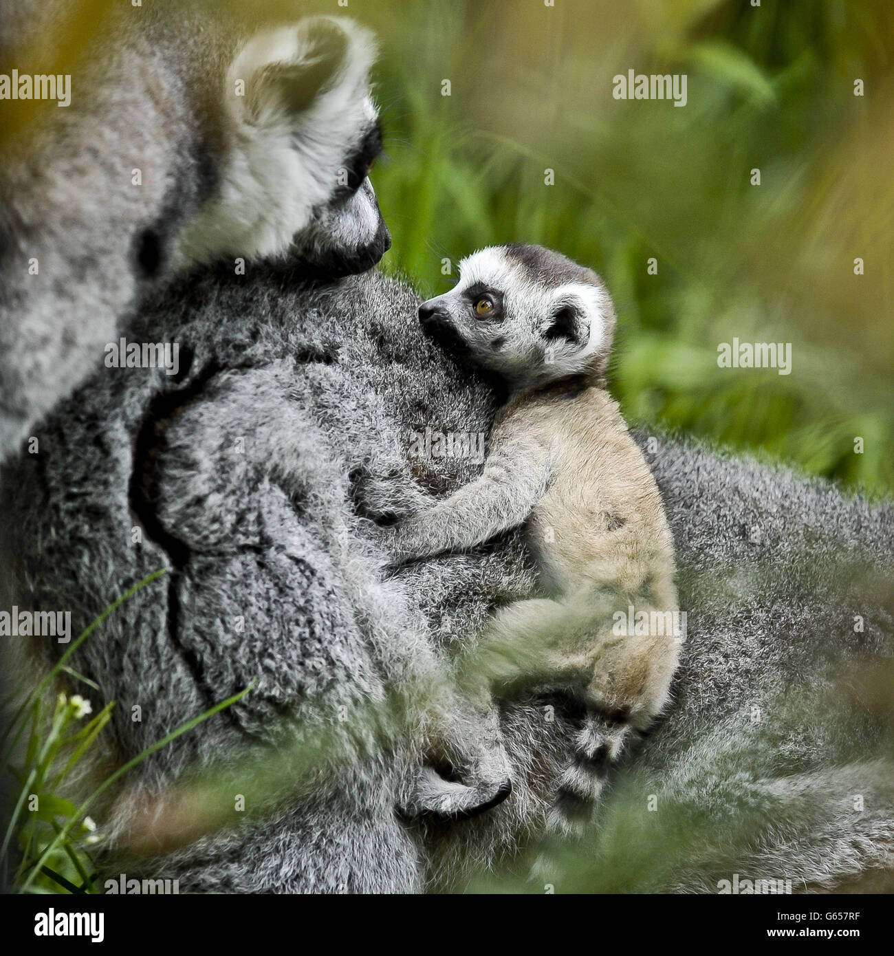 Rascal le lemur à queue annulaire du nouveau-né entre en contact visuel avec le papa Rakota alors que Rascal se fixe sur le dos de la maman Roxy au zoo de Bristol Gardens, où Rascal est le dernier ajout à la famille en plus des sibling Dizzy. Banque D'Images