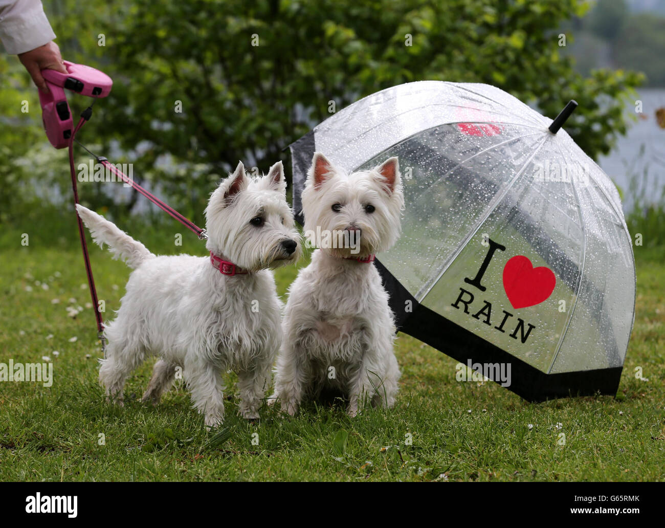 Coquelicot et Rosie de 18 mois sous la pluie au camping Cashels et site de caravane en attendant que l'aventurier Mark Beaumont puisse nager à travers le Loch Lomond. Il participe à l'appel de STV et espère augmenter sa valeur de 100,000 000 livres en nageant, en courant et en faisant du vélo dans toute l'Écosse, d'Arran à Stonehaven. Banque D'Images