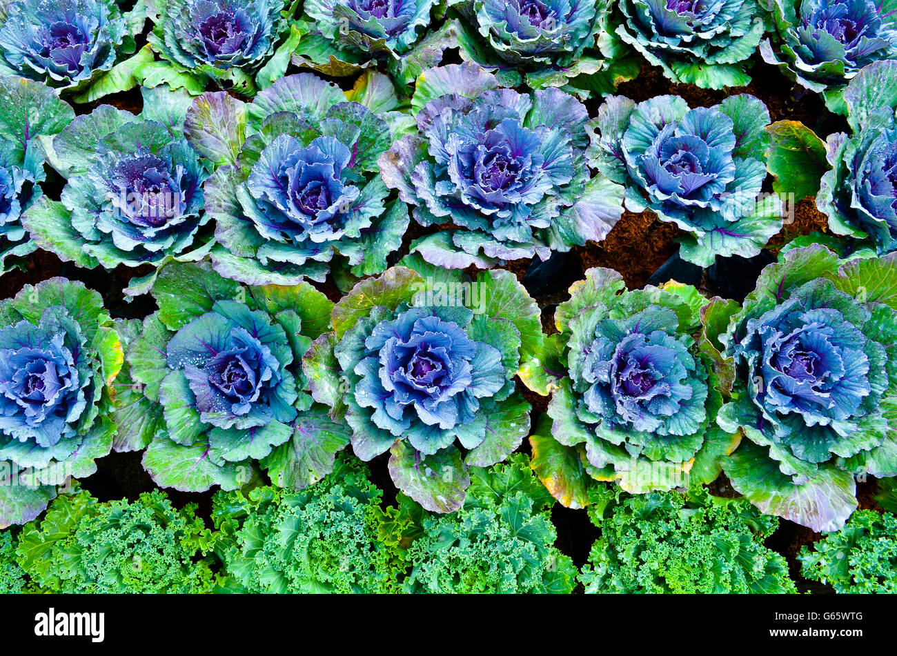 Fleurs colorées - Image Banque D'Images