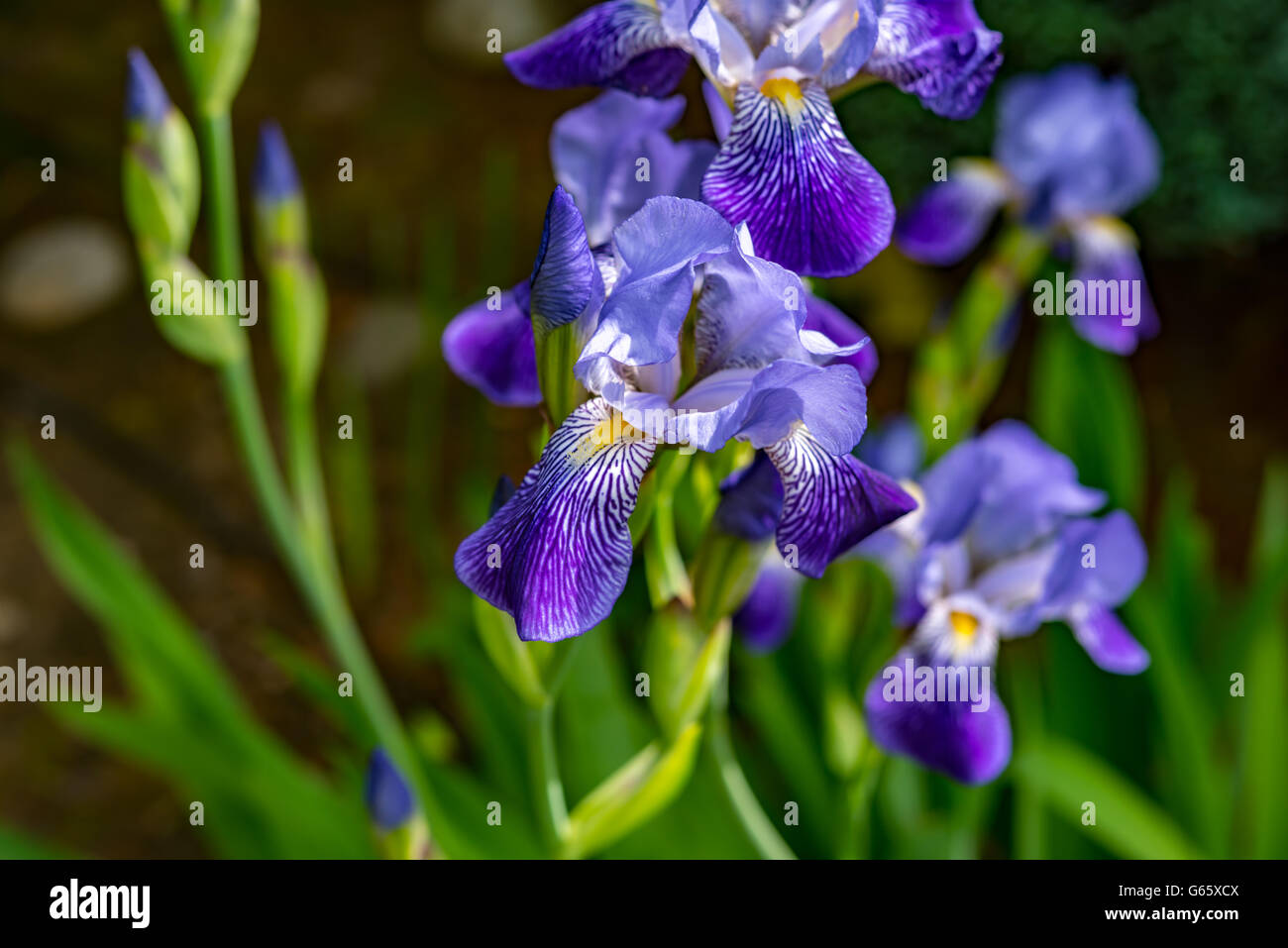 Ensemble de fleurs orchidée bleu sur fond naturel Banque D'Images